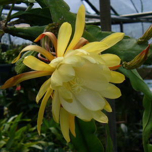 Yellow Orchid Cactus, Epiphyllum Yellow, Epiphyllum 'Yellow'